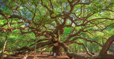 Charleston: Wadmalaw Island Wine Tasting and Tea Garden Trip - Angel Oak Tree Park: A 500-Year-Old Presence in About 15 Minutes
