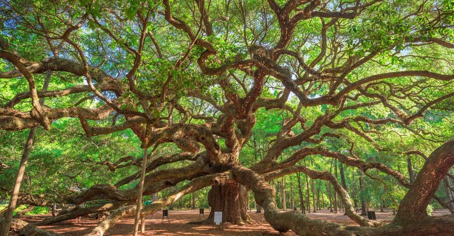 Charleston: Wadmalaw Island Wine Tasting and Tea Garden Trip - Angel Oak Tree Park: A 500-Year-Old Presence in About 15 Minutes