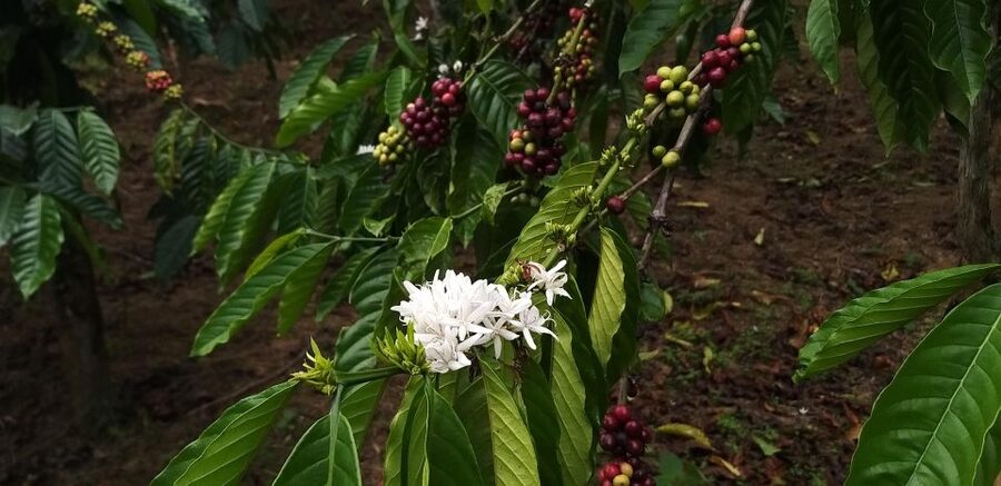 Coffee - Wine - Tea Da Lat's Agricultural Treasures Tour - Linh Phước Pagoda: the kind of detail you want to see slowly
