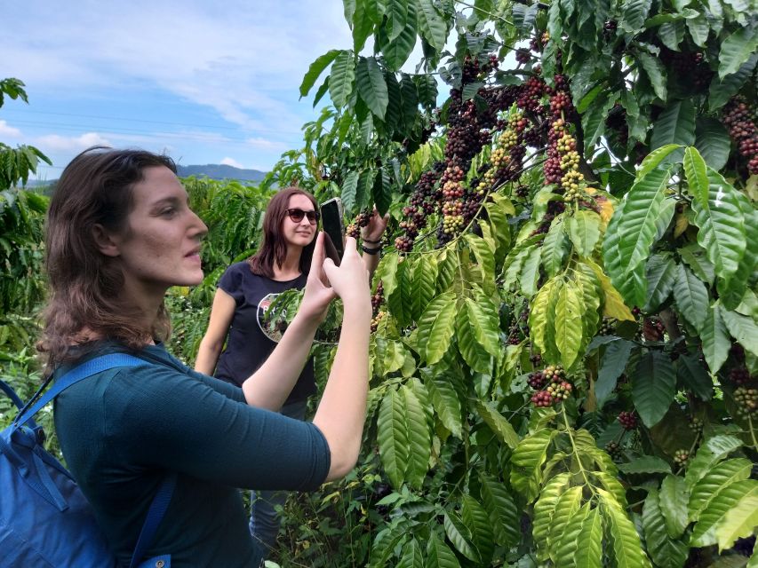 Coffee - Wine - Tea Da Lat's Agricultural Treasures Tour - Cầu Đất Arabica coffee: how the hills shape the cup