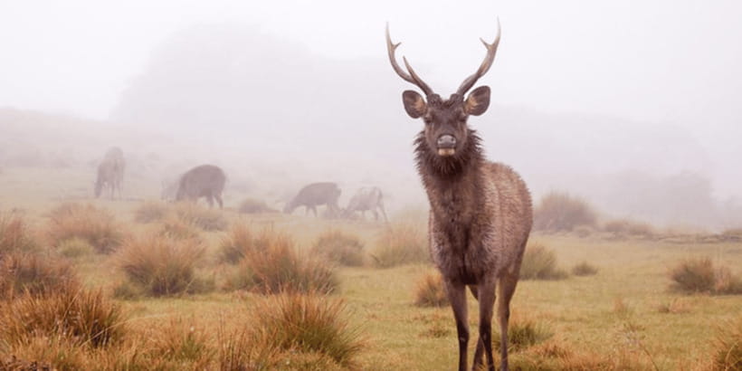 Comprehensive Excursion: Horton Plains and Pedro Tea Factory - The UNESCO Setting: Nature, Wildlife, and Cool-Weather Timing