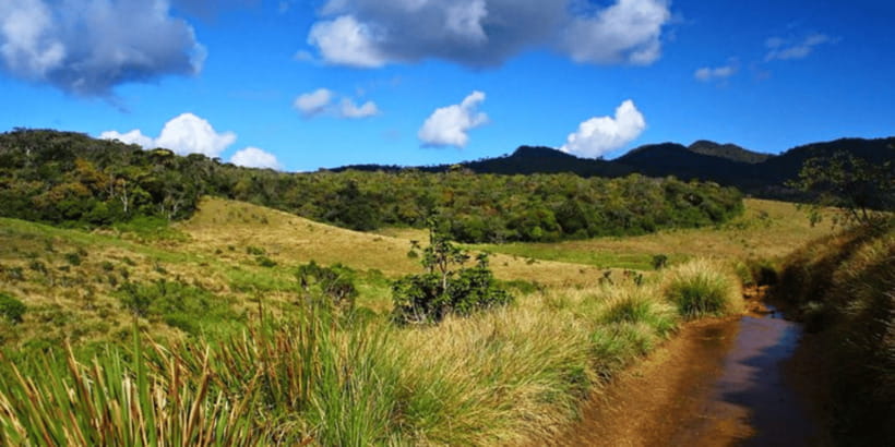 Comprehensive Excursion: Horton Plains and Pedro Tea Factory - Should You Book the Horton Plains + Pedro Tea Day?