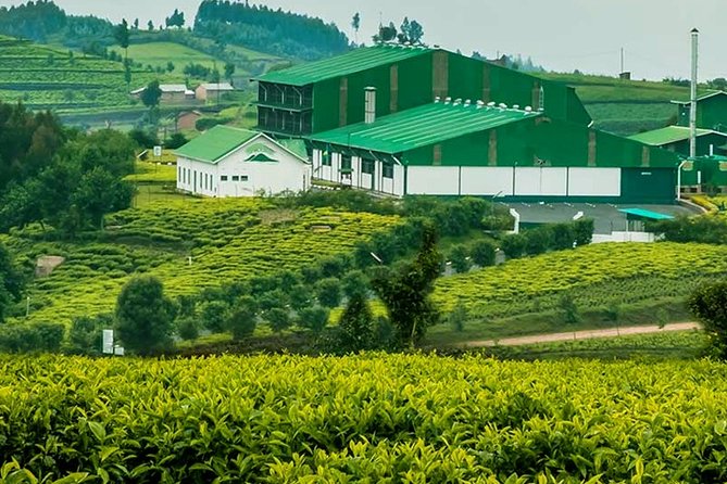 Darjeeling Tea Garden Tour - Tea Garden Tour in Darjeeling: What You’re Really Getting