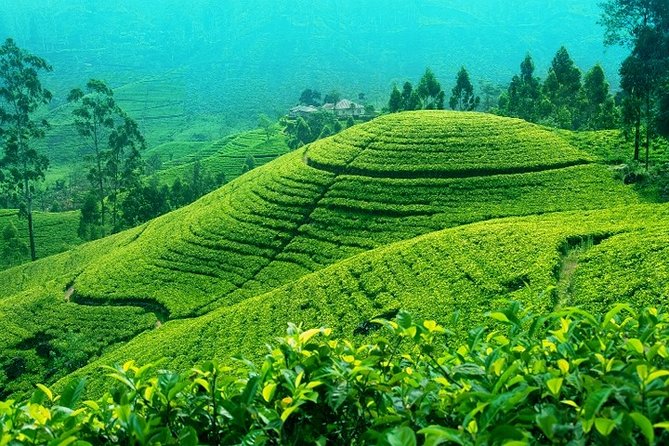 Darjeeling Tea Garden Tour - Tea Garden View Near the Zoo: Elevation and Setting