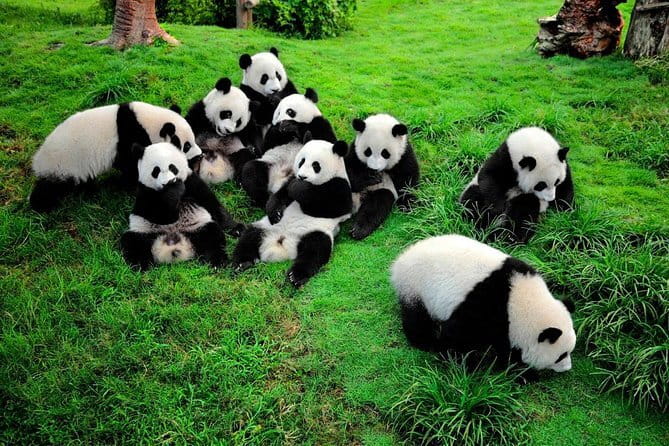 Day tour Chengdu Panda Base Leshan Giant Buddha with local Lunch - Price and logistics: what $130 really buys you