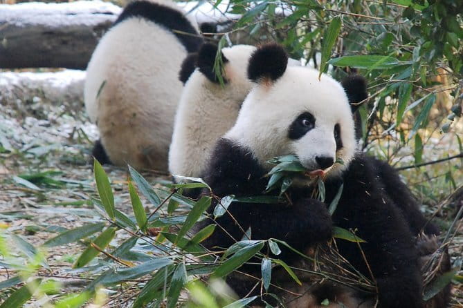 Day tour Chengdu Panda Base Leshan Giant Buddha with local Lunch - Weather and timing: don’t ignore this part
