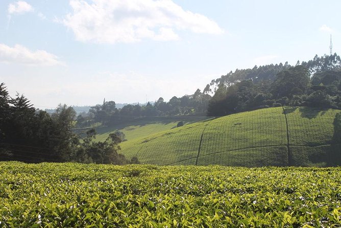 Day Tour To Kiambethu Tea Farm in Limuru - A Nairobi Tea Escape to Kiambethu in Limuru
