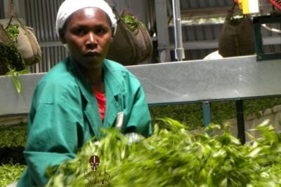 Day Tour To Kiambethu Tea Farm in Limuru - Getting to Kiambethu: Nairobi CBD Pickup and the Drive to the Highlands
