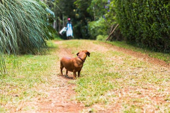 Day Tour To Kiambethu Tea Farm in Limuru - Gardens, Birds, and the Verandah Views Toward Ngong Hills