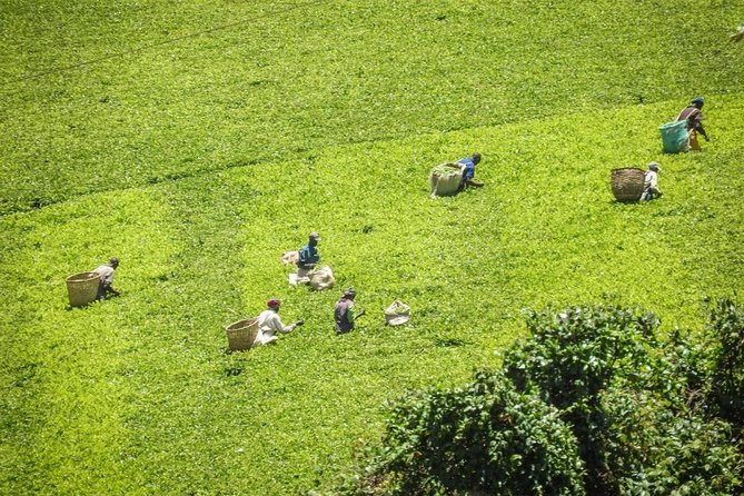 Day Tour To Kiambethu Tea Farm in Limuru - What to Bring and How to Enjoy the Day More