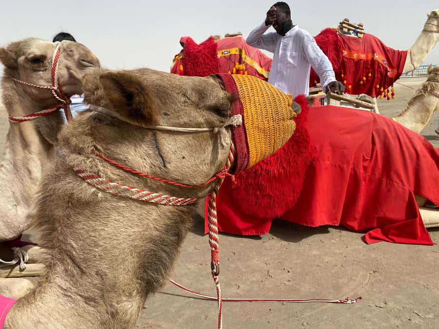 Doha: Sunset desert tour with Camel Ride, Inland Sea & Tea - Inland Sea (Khor Al Adeid): The Dip That Changes the Whole Tour
