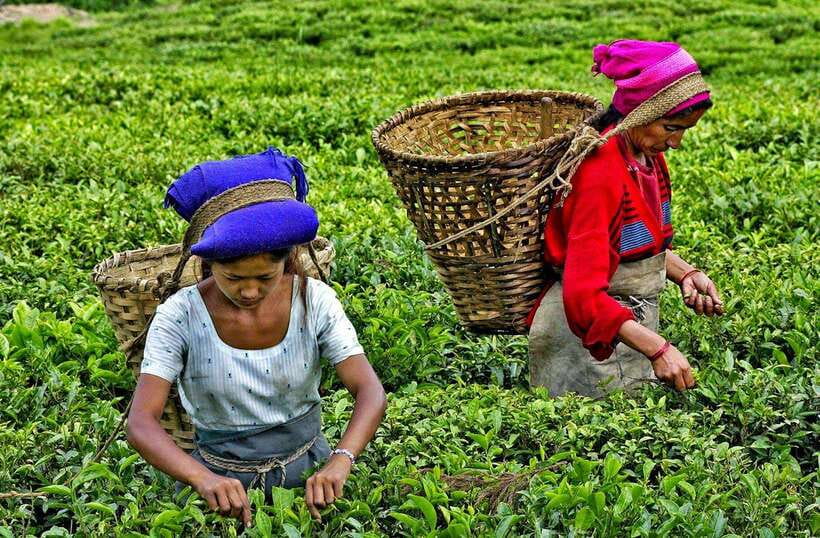 Ella Day Tour: with Tea Factory Visit from Colombo/Bentota - Is this tour good for families, couples, and solo travelers?