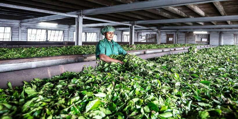 Ella: Lipton's Seat Tour with Dambetanna Tea Factory Visit - Key things you’ll notice on this Lipton’s Seat and Dambetanna tour