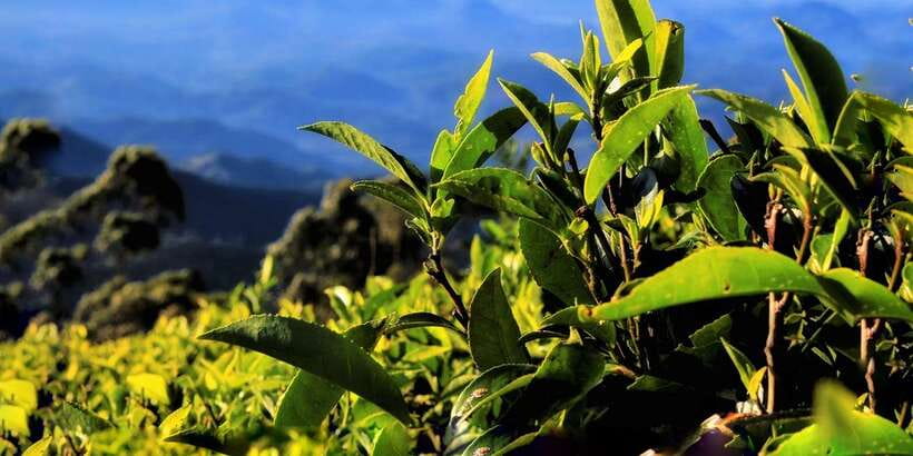 Ella: Lipton's Seat Tour with Dambetanna Tea Factory Visit - Tuk tuk up the tea hills: the ride you’ll be glad you didn’t skip