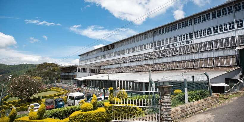 Ella: Lipton's Seat Tour with Dambetanna Tea Factory Visit - Dambetanna Tea Factory (built in 1890): what you learn in 20 minutes