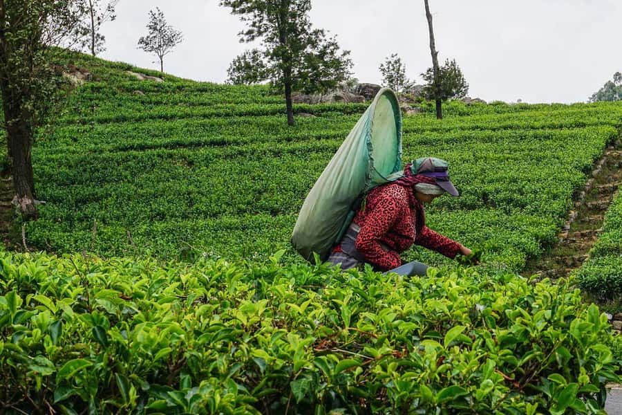 ELLA Lipton Seat Tea Test & Pluck 9Arch, Waterfalls, & Lunch - Ella Rock and Little Adam’s Peak: the hikes that actually feel worth it