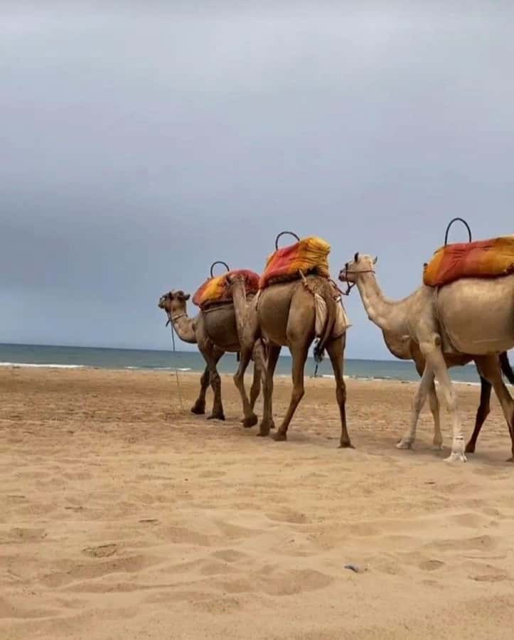 Exclusive Tangier Day Tour from Tarifa To Tanger with Tea - Shopping in typical bazaars: specialty products, crafts, and less guesswork