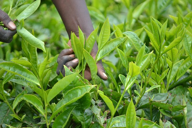 Excursion to Kiambethu Tea Farm - Nairobi pickup, then straight into tea country