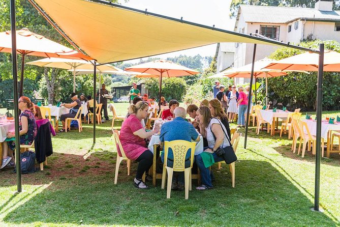 Excursion to Kiambethu Tea Farm - Tea fields and a forest walk, paced for a small group