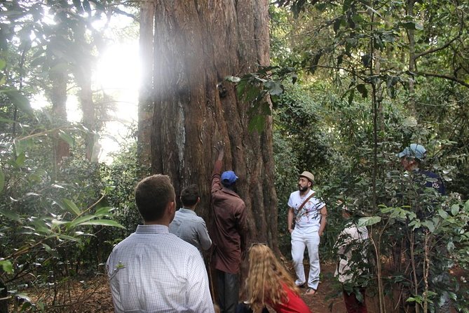 Excursion to Kiambethu Tea Farm - Dress code and packing tips that actually help