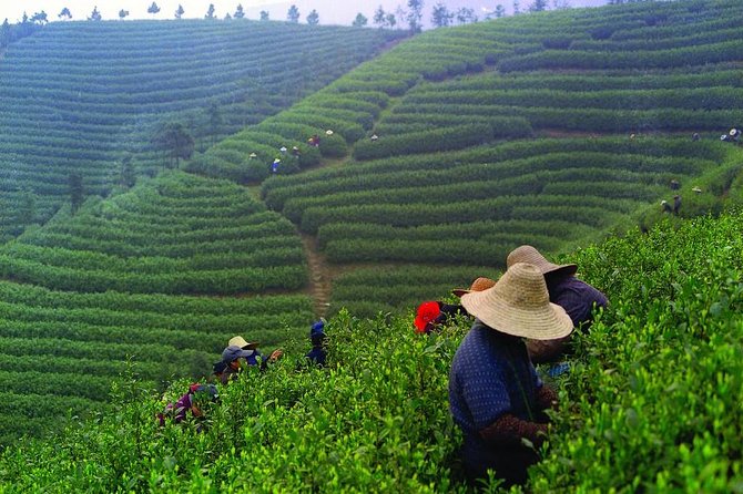 Experience Chengdu: Private Tea-Making Day Tour of Mengdingshan Tea Plantation - A private Mengdingshan tea day (that feels less like a show)