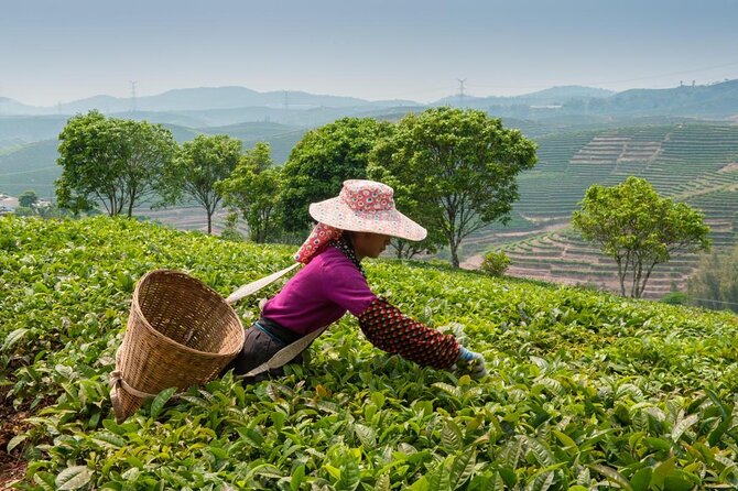 Experience Chengdu: Private Tea-Making Day Tour of Mengdingshan Tea Plantation - Lunch in the mountains: fuel before the terrace walk