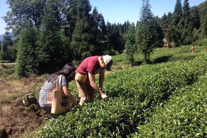 Experience Chengdu: Private Tea-Making Day Tour of Mengdingshan Tea Plantation - Meeting the farmer and walking the terraces