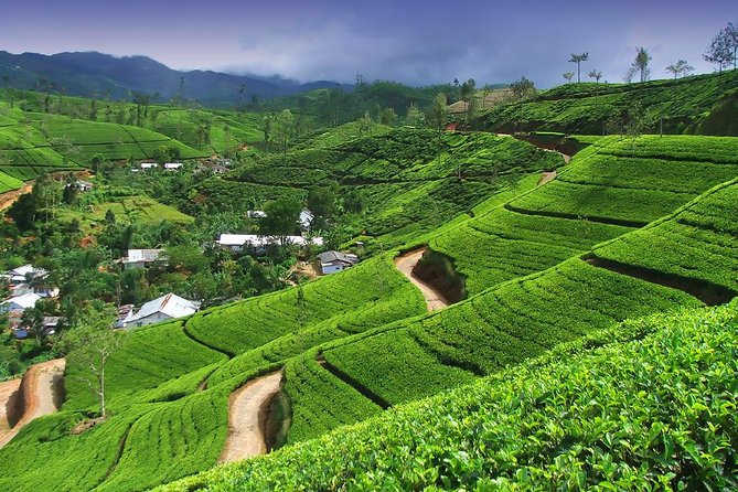 Explore Nuwara Eliya | Experience the Best Tea in the World - Tea day in Nuwara Eliya: why this tour feels practical