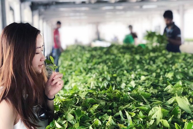 Explore Nuwara Eliya | Experience the Best Tea in the World - Bluefield Tea Gardens: what “plucking to processing” actually means