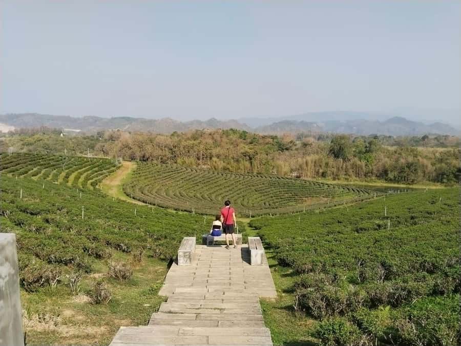 Explorer Border road and Nature ( Tea and Coffee ) - Who this tour fits best (and who should skip it)