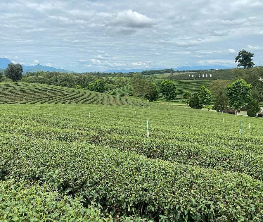 Explorer Border road and Nature ( Tea and Coffee ) - How the day works: border road and nature, no wasted time
