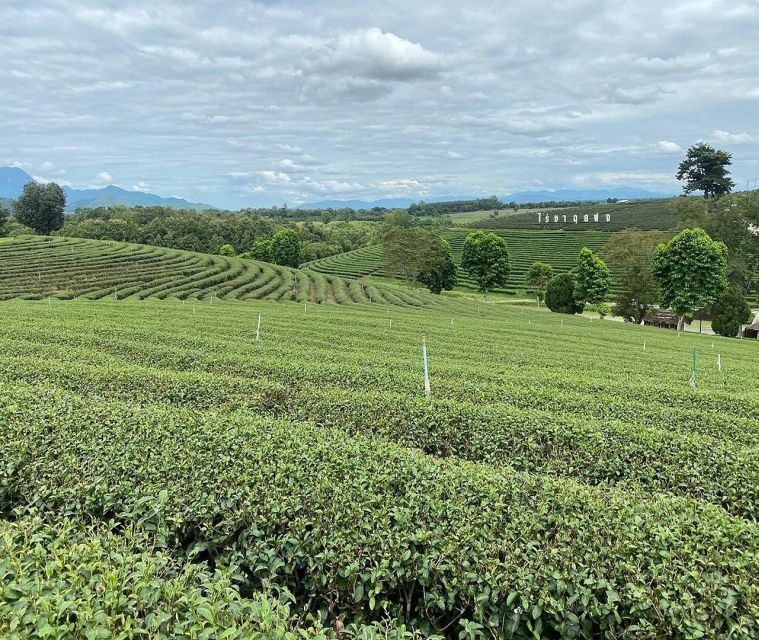 Explorer Border road and Nature ( Tea and Coffee ) - The scenic countryside drive back: why that return route matters