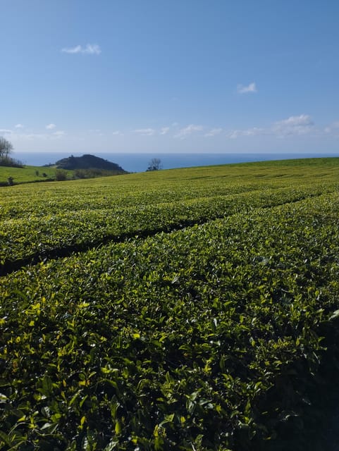 Fire Lake, Pineapple & Tea: Half-Day Jeep Tour - Price and What You Really Get for $91