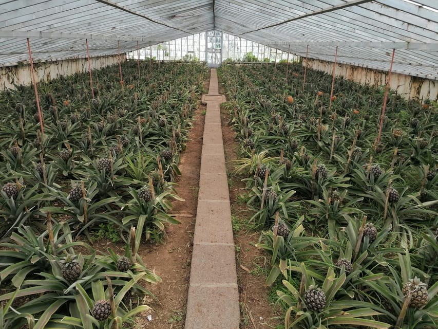 Fire Lake, Pineapple & Tea: Half-Day Jeep Tour - Should You Book Fire Lake, Pineapple & Tea?