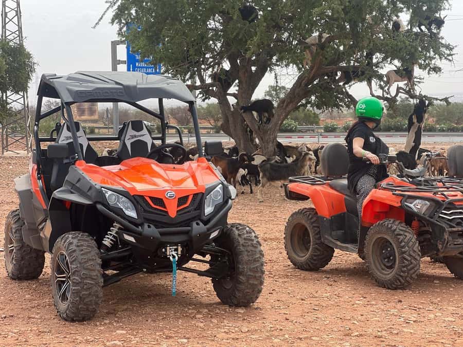 From Agadir/Taghazout: Buggy Safari Adventure & Moroccan Tea - Quick Practical Tips Before You Go