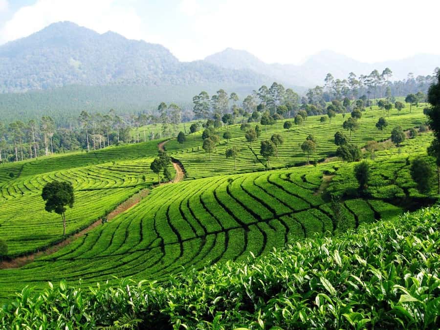 From Bandung: Tea Plantation and Botanical Garden Tour - Tea Factory Visit (Only If Time Allows)