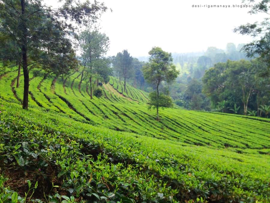 From Bandung: Tea Plantation and Botanical Garden Tour - Botanical Garden Bogor: 1817 Roots and 15,000 Plant Types