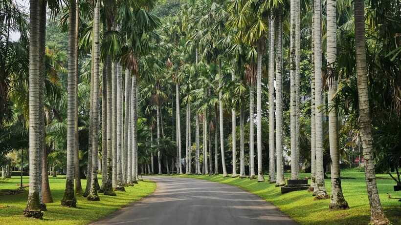 From Bandung: Tea Plantation and Botanical Garden Tour - Lunch and Entrance Fees: Budget Reality (and How to Handle It)