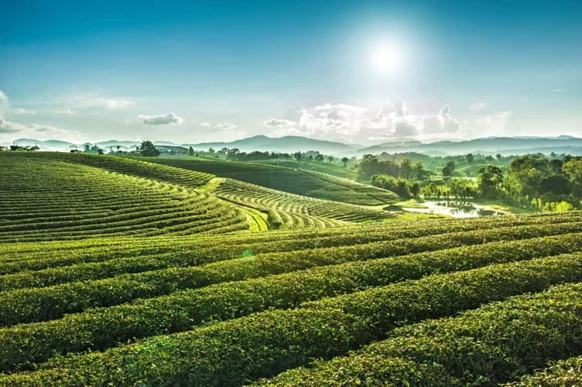 From Chiang Rai 3 Temples & Golden Triangle &Tea Plantation - Karen Hilltribe Village and the Opium Museum: Culture and Controversy