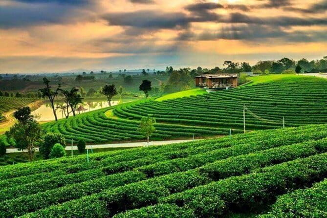 From Chiang Rai: 3 Temples, Golden Triangle Tour, Tea Plantation - Key highlights to expect