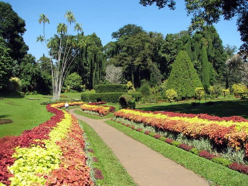 From Colombo: Kandy, Pinnawala and Tea Factory Full-Day Trip - Tea factory stop: tasting is the point, not the lecture