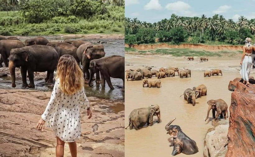 From Colombo: Pinnawala & Tea factory with Kandy Hotel Drop - Herbal and spice garden at Sri Lanka Ayurvedic: learn the plant world, then be ready for sales