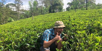 From Colombo: Virgin White Tea and Galle City Tour - Handunugoda Tea Factory: Virgin White Tea Up Close