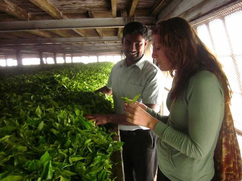 From Ella: Lipton Seat & Dambatenne Tea Factory Day Tour - Who Should Book This Tea + Lipton’s Seat Tour