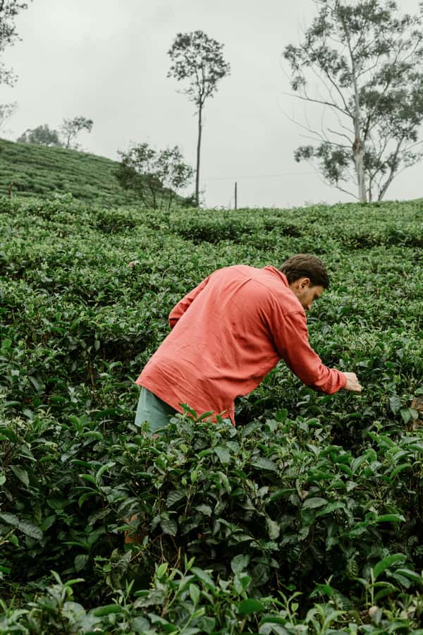From Ella: Tea Adventure in Haputale with Village Lunch - Key highlights that make this tea tour worth your time