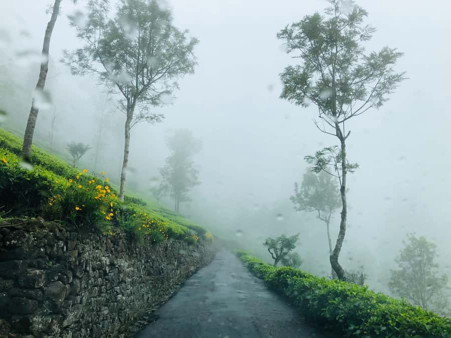 From Ella: Tea Adventure in Haputale with Village Lunch - How the day is paced in Haputale’s tea country (and why it matters)