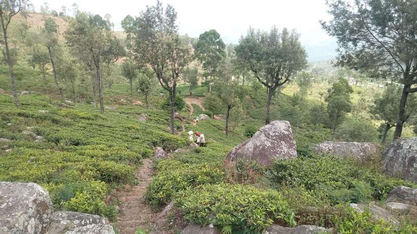 From Ella: Tea Adventure in Haputale with Village Lunch - Village lunch in a local setting: food that finishes the loop