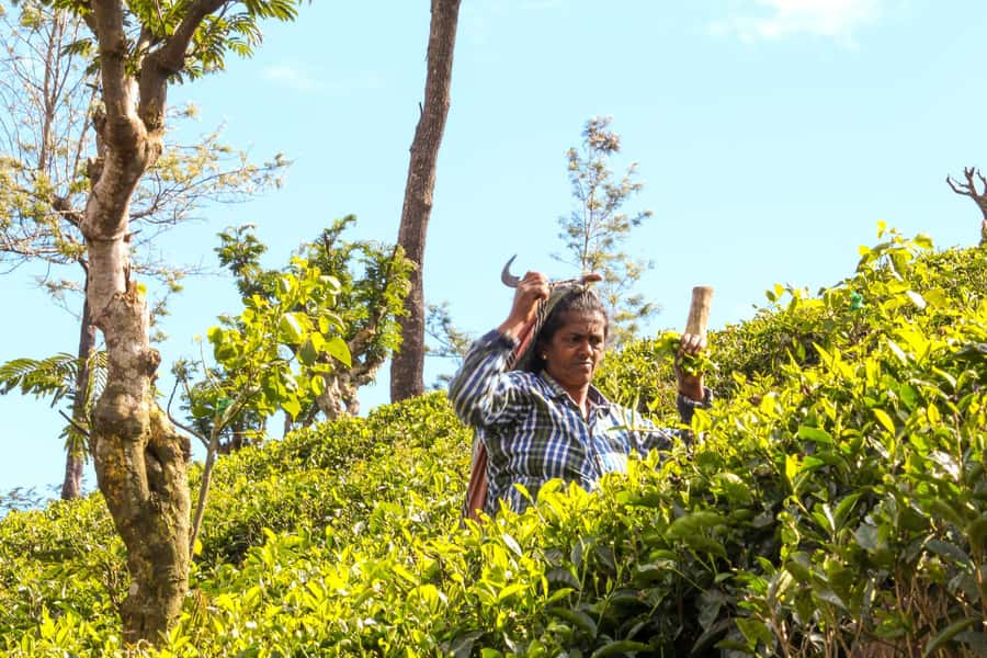 From Ella: Tea Adventure in Haputale with Village Lunch - The tea factory stop: where the story turns from plant to product