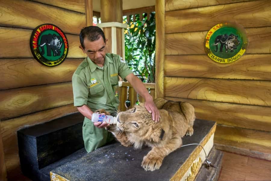 From Jakarta: Safari Park, Tea Plantation & Jaksa Waterfall - Price and Value: Why $141 Can Make Sense for a Full-Day Loop