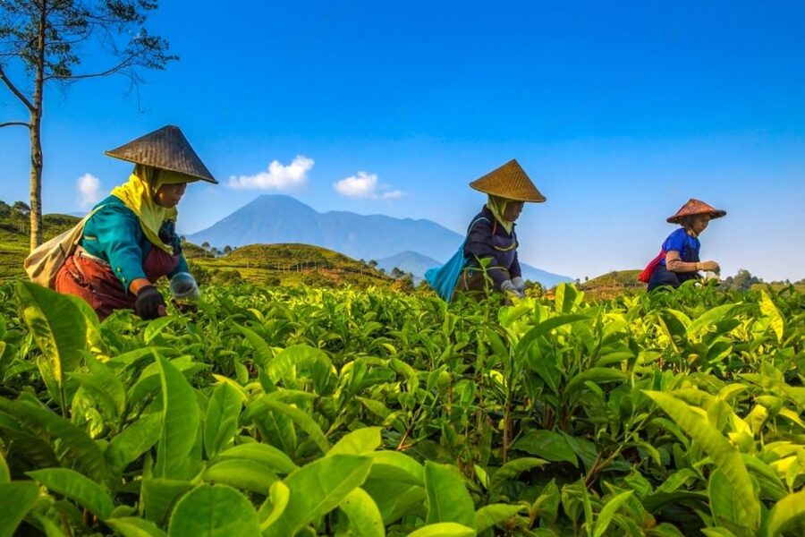 From Jakarta: Safari Park, Tea Plantation & Jaksa Waterfall - Smart Tips to Make Your Day Smoother in Bogor and Puncak